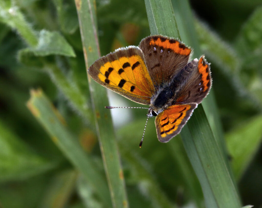 Vibrant Small Tortoiseshell Butterfly Macro Wallpaper on Green Leaf