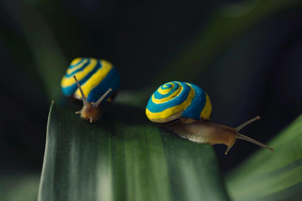 Vibrant Snail Wallpaper: Blue & Yellow Shells on Green Leaf Background