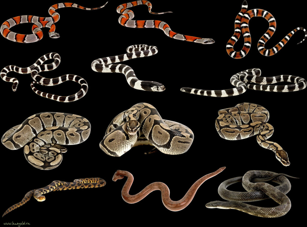 Diverse Snake Species Wallpaper on Black Background: Vibrant Patterns