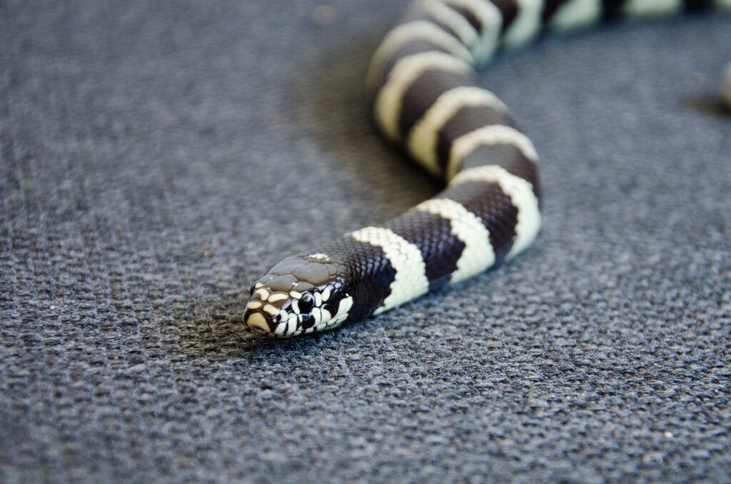 Vibrant Snake Wallpaper: Intricate Patterns & Detailed Close-Up