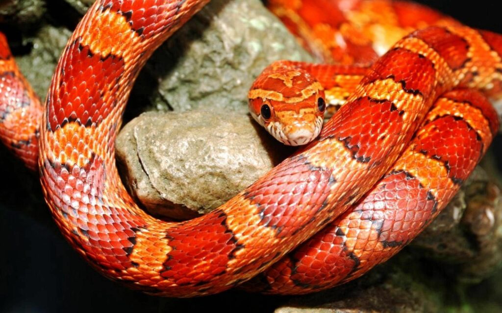 Vibrant Snake Wallpaper: Colorful Reptile on Natural Rock Background