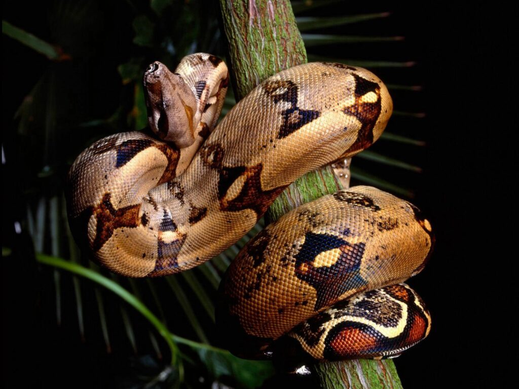 Vibrant Snake Coiled on Branch - Striking Earthy Wallpaper Background