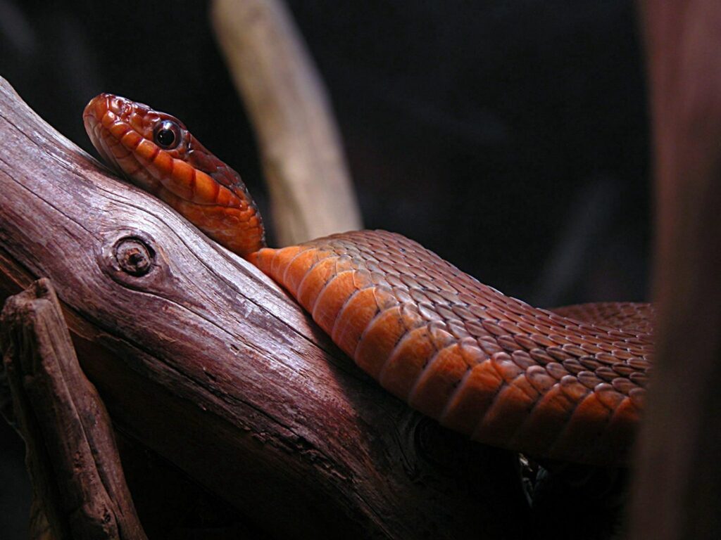 Vibrant Snake Coiled on Tree Branches - Dark Moody Wallpaper