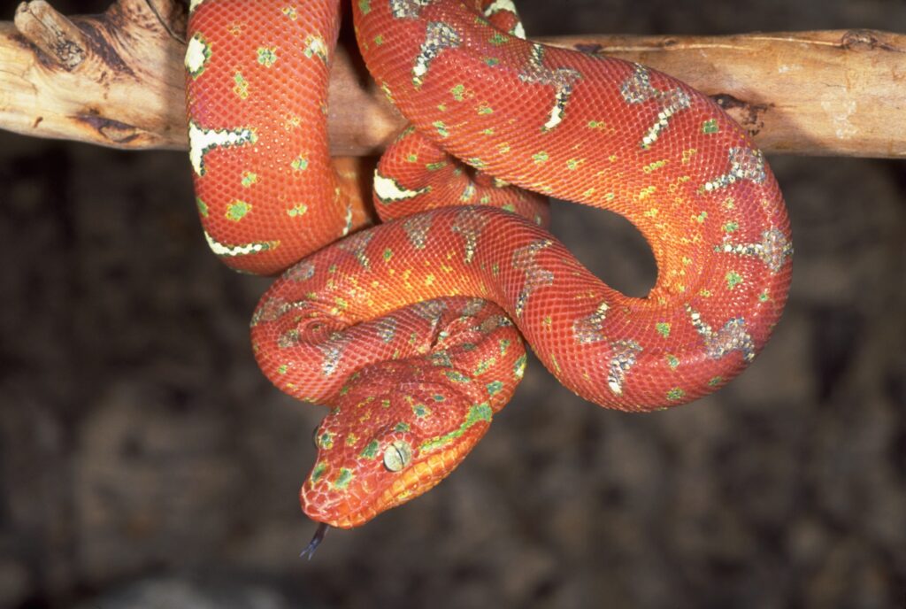 Vibrant Snake Wallpaper: Striking Red, Green, and Orange Hues
