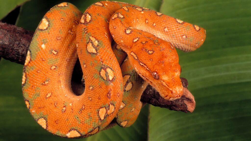 Vibrant Spotted Snake Wallpaper on Green Background - Stunning Design