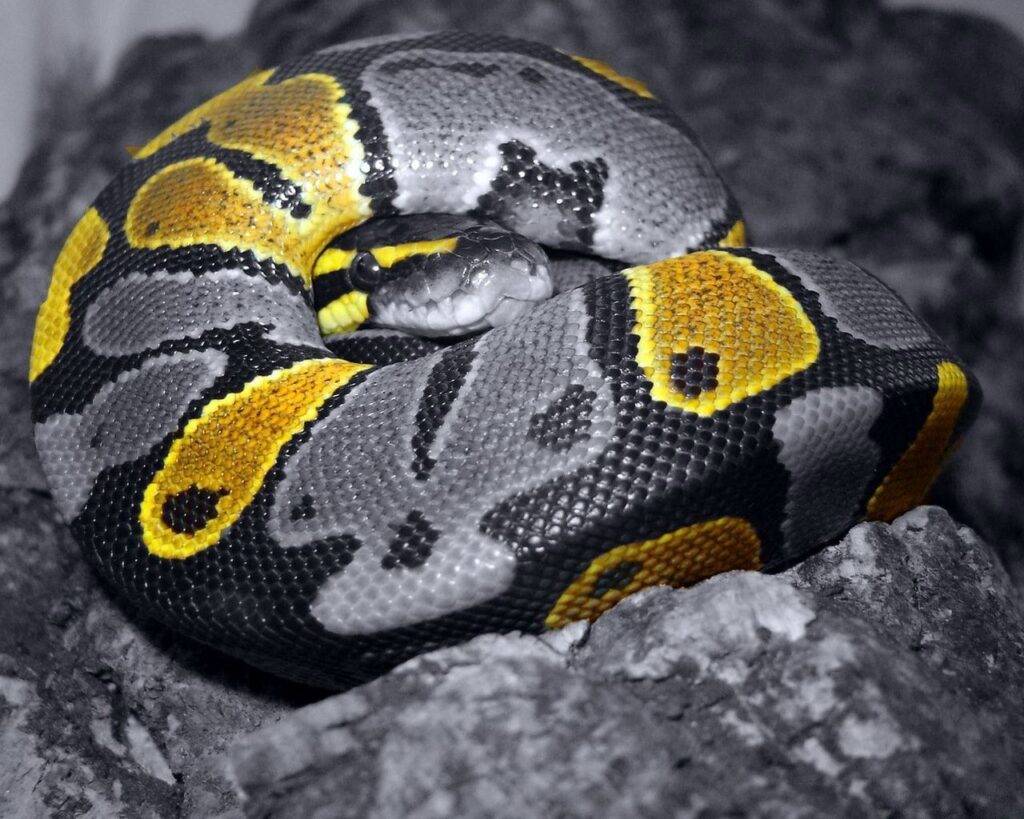 Vibrant Snake Wallpaper: Intricate Scales and Captivating Details