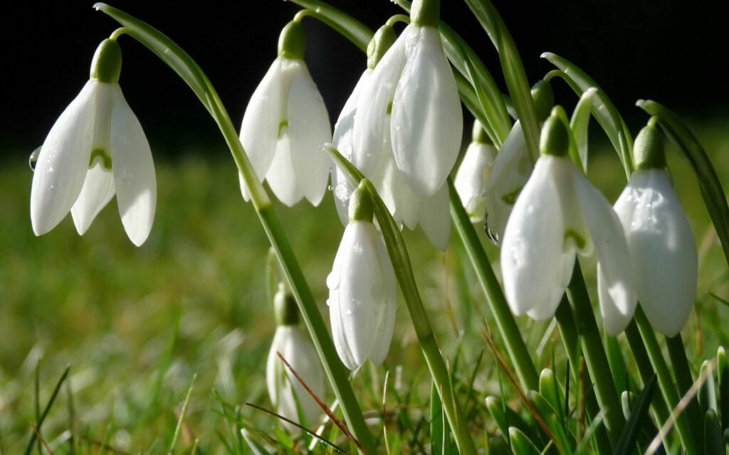 Spring Renewal: Vibrant Snowdrops Wallpaper - 1920x1200 Background