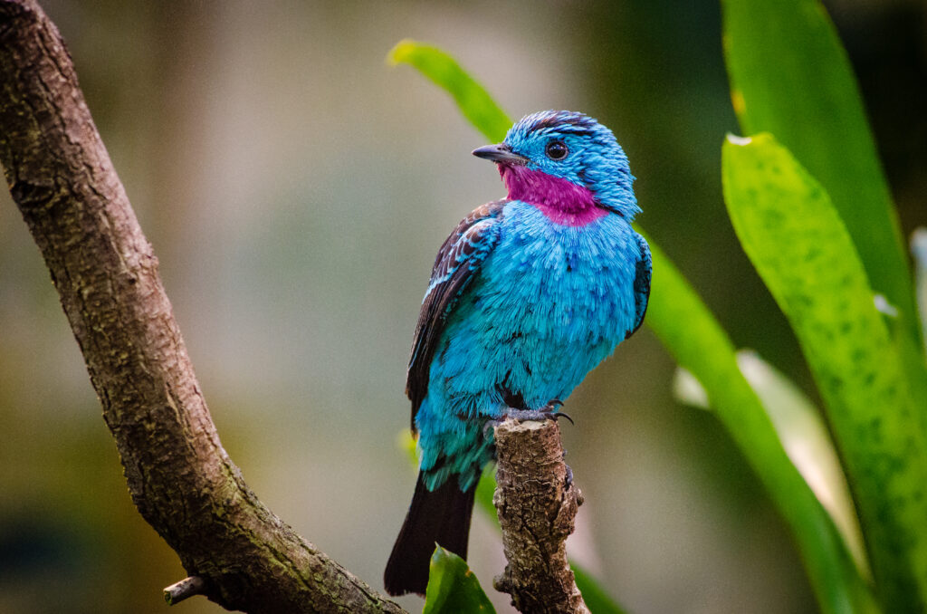 Vibrant Spangled Cotinga Wallpaper with Lush Green Background
