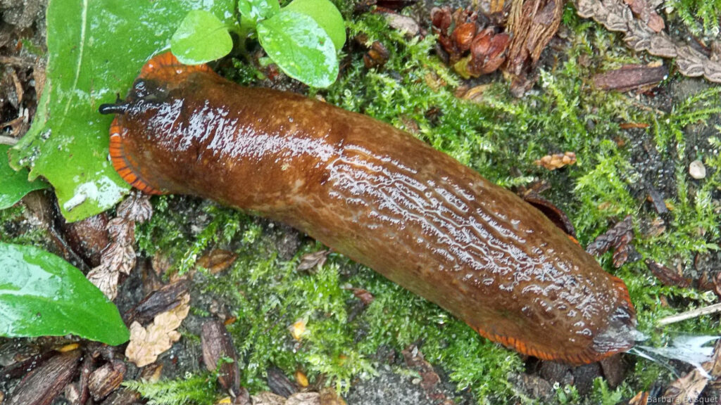 Vibrant Spanish Orange Slug in Lush Green Habitat - Nature's Beauty Wallpaper