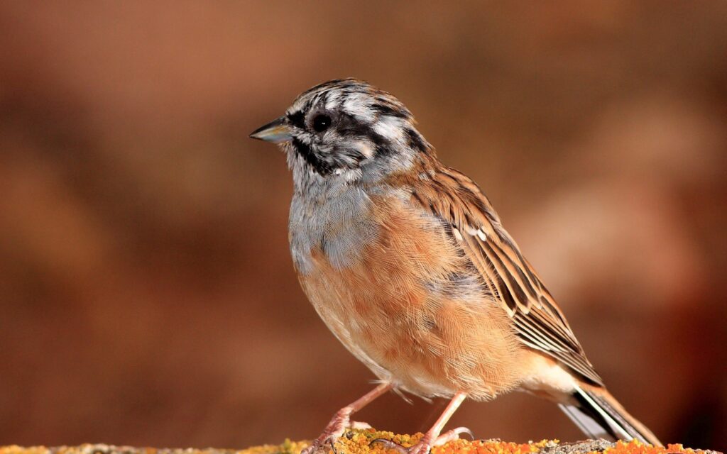 Vibrant Sparrow Wallpaper: Captivating Background with Intricate Feathers