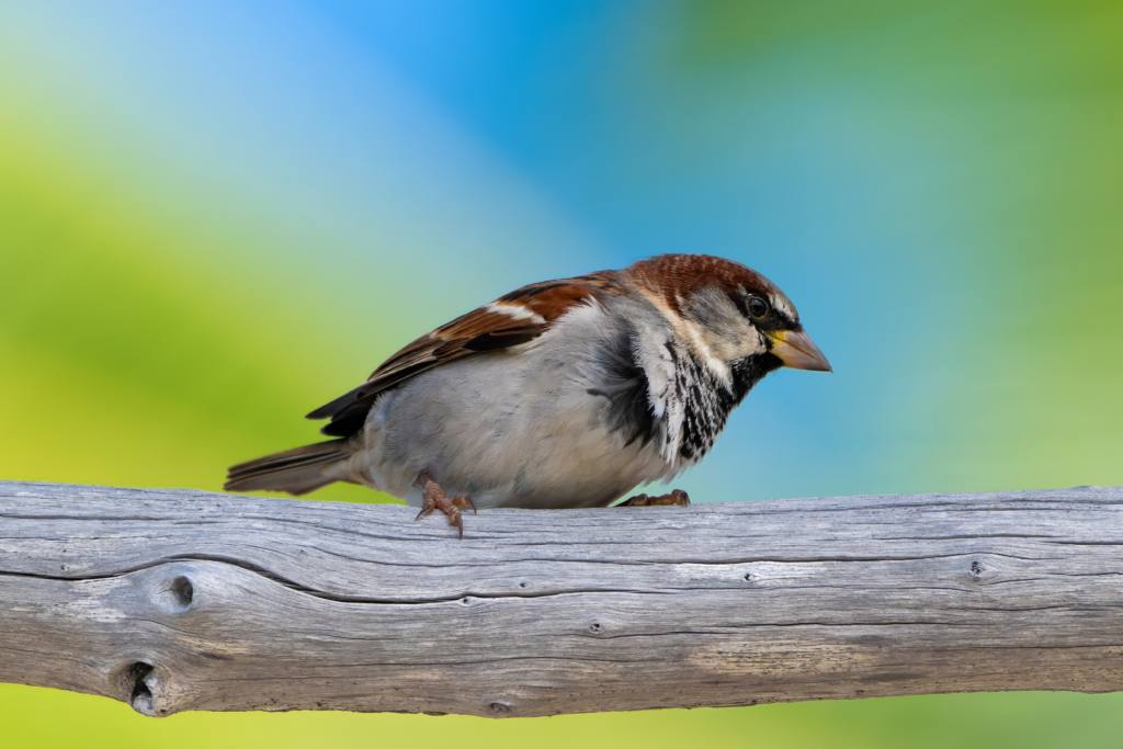 Vibrant Sparrow Wallpaper on Textured Log: Serene Nature Background