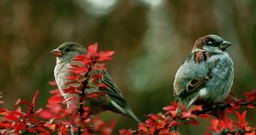 Tranquil Sparrows on Vibrant Red Flowers - Nature Wallpaper