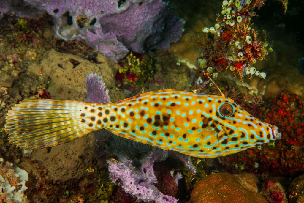 Vibrant Spectacled Filefish with yellow and blue spots near colorful coral reef underwater wallpaper