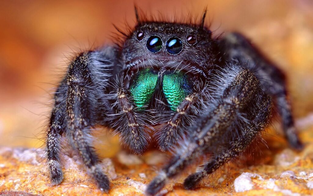 Vibrant Spider Close-Up: Captivating Eyes & Iridescent Features Wallpaper