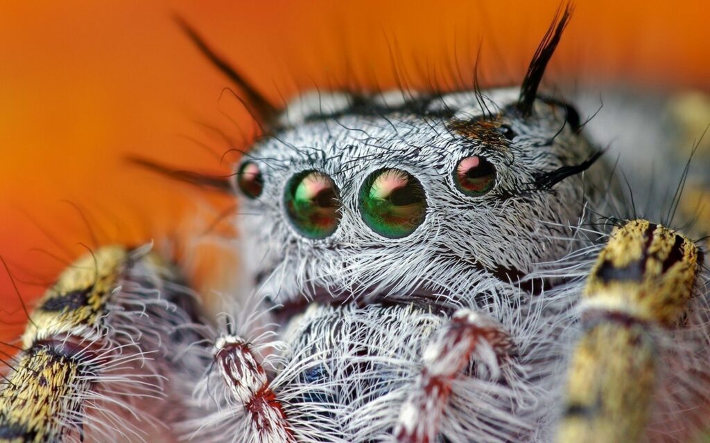 Vibrant Spider Close-Up: Striking Eyes & Hairy Details Wallpaper