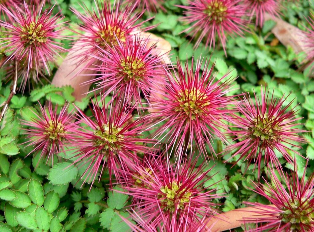 Vibrant Pink Flower Wallpaper: Thorny Textures & Lush Green Background