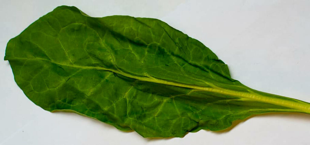 Vibrant Spinach Leaf Wallpaper: Intricate Veins & Fresh Green Texture
