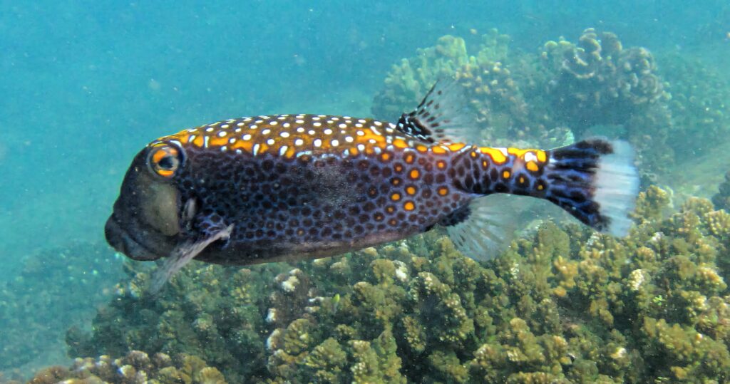 Colorful spotted boxfish swimming above coral reefs in clear blue ocean water wallpaper background