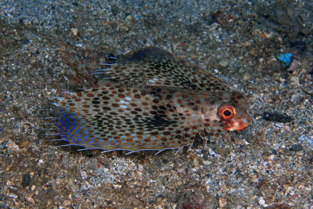 Vibrant Spotted Flying Gurnard on Colorful Seabed Wallpaper