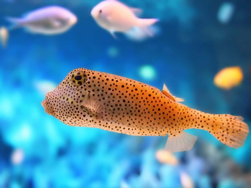 Vibrant Spotted Pufferfish Wallpaper: Serene Blue Ocean Background