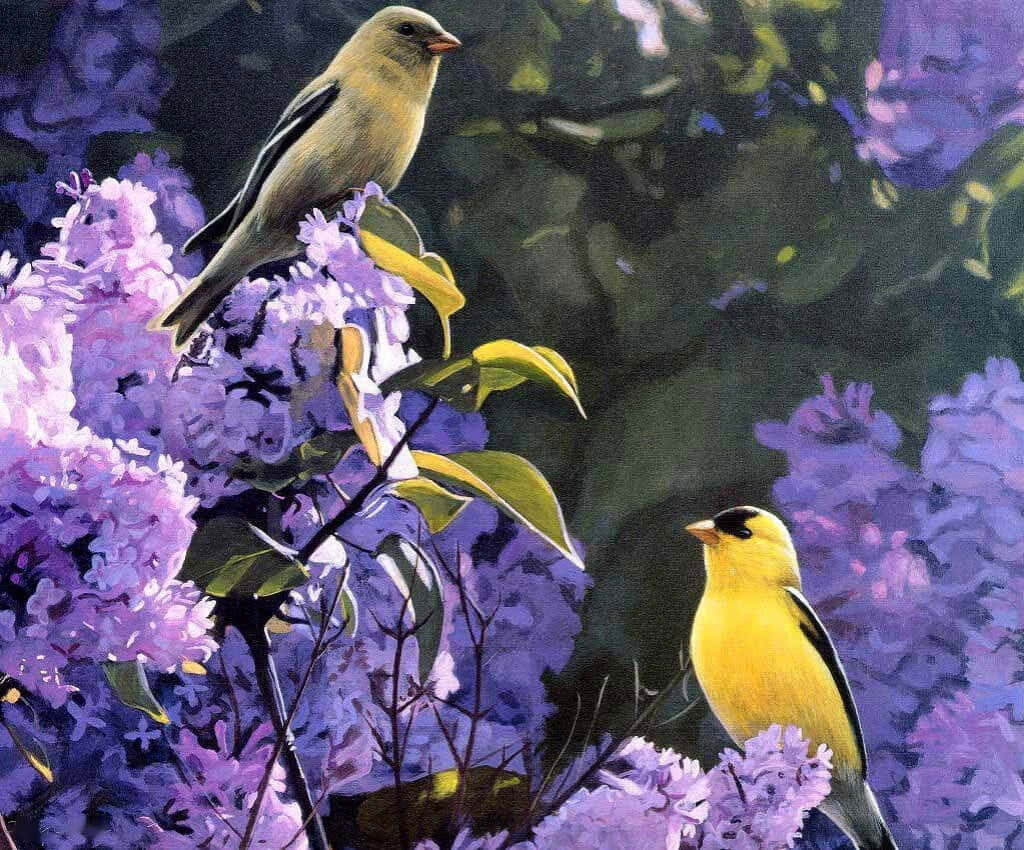 Colorful Spring Birds Among Purple Blooms - Vibrant Nature Wallpaper