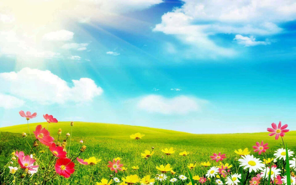 Vibrant Spring Blossoms Under Clear Blue Sky - Nature Background Wallpaper