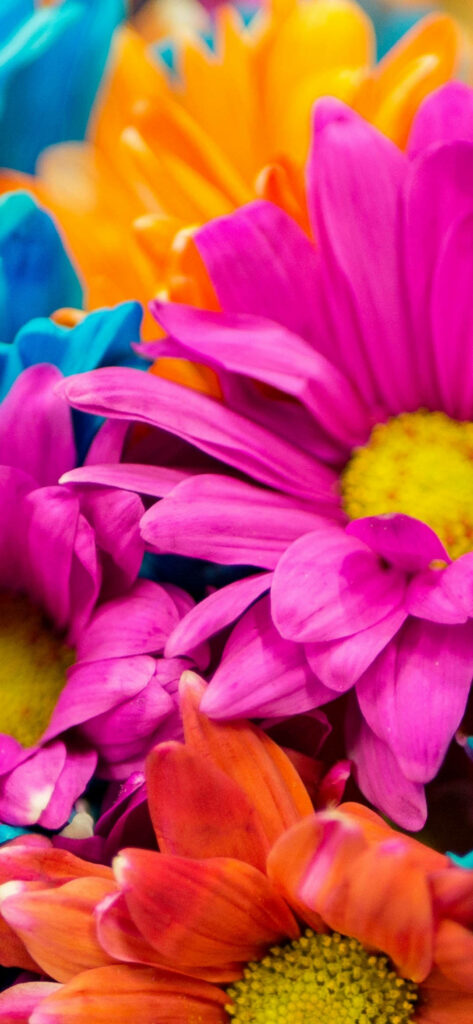 Vibrant Spring Blossom Wallpaper: Colorful Nature's Splendor Background
