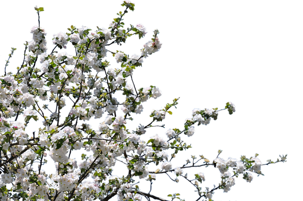 Spring Blossom Wallpaper: Fresh Floral Beauty on Clear Background