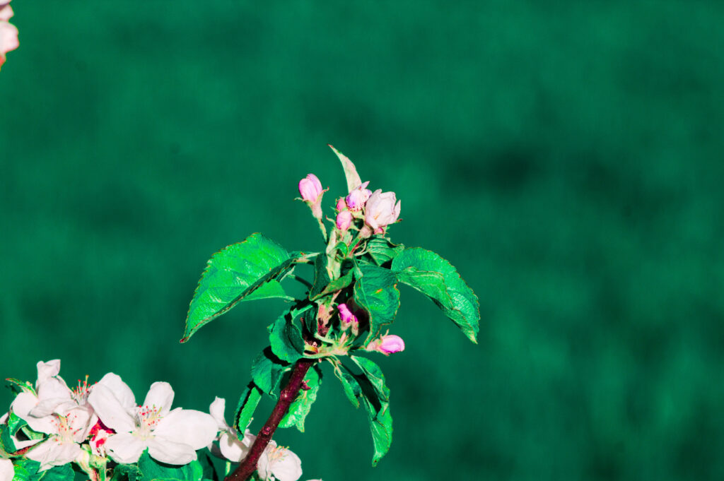 Vibrant Spring Wallpaper with Blossoms on Green Background