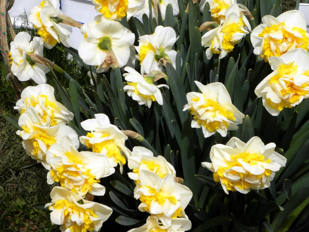 Vibrant Spring Daffodil Wallpaper: Fresh Flowerbed Background
