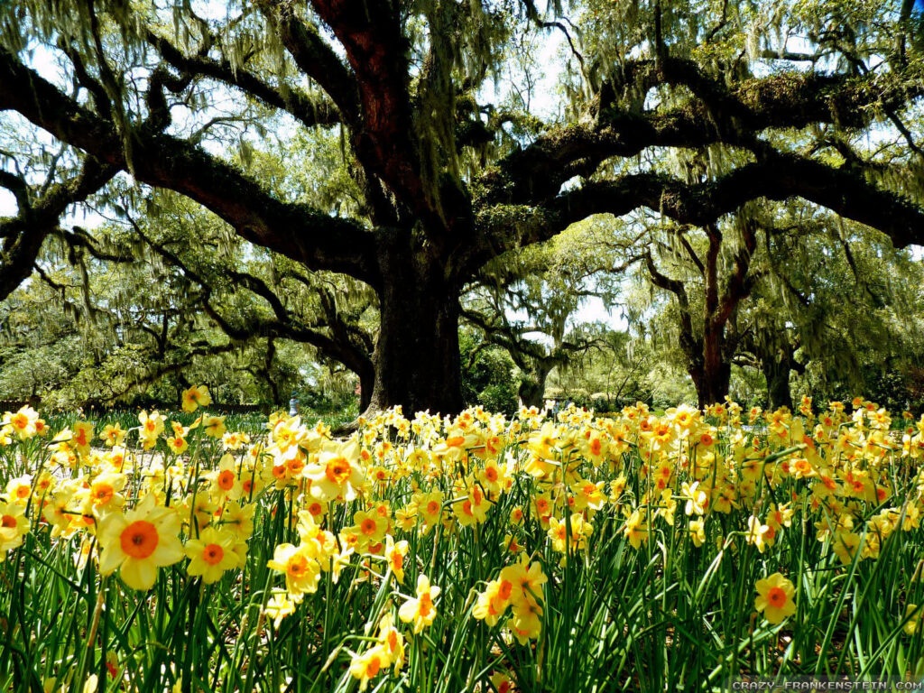 Vibrant Spring Daffodils Under Ancient Oak Trees – Serene Background Wallpaper