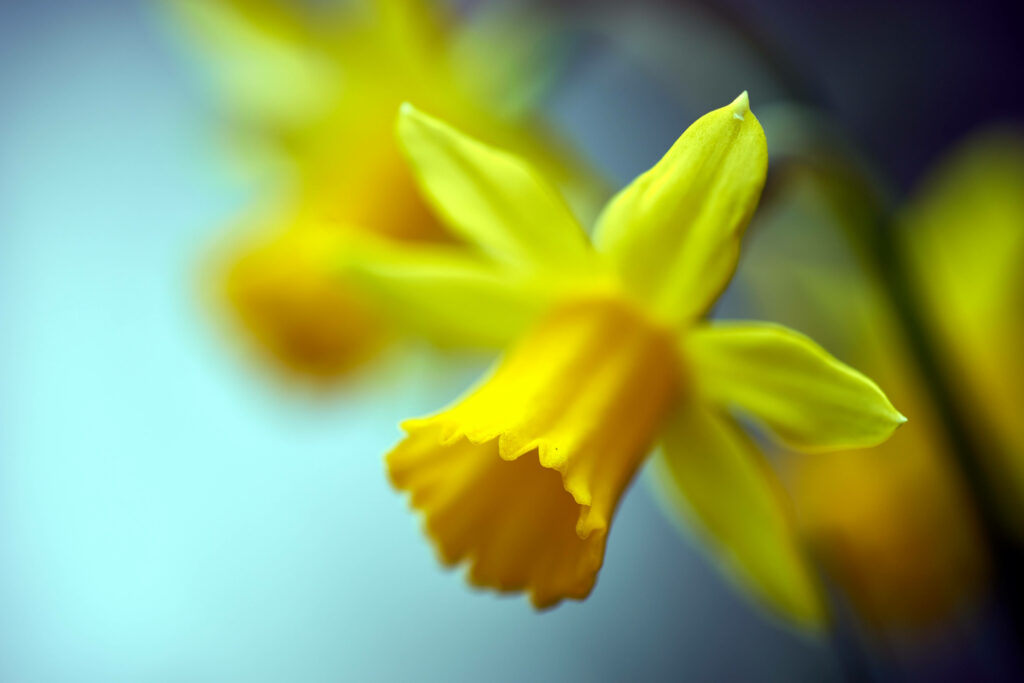 Dreamy Spring Daffodils Wallpaper with Tilt-Shift Effect