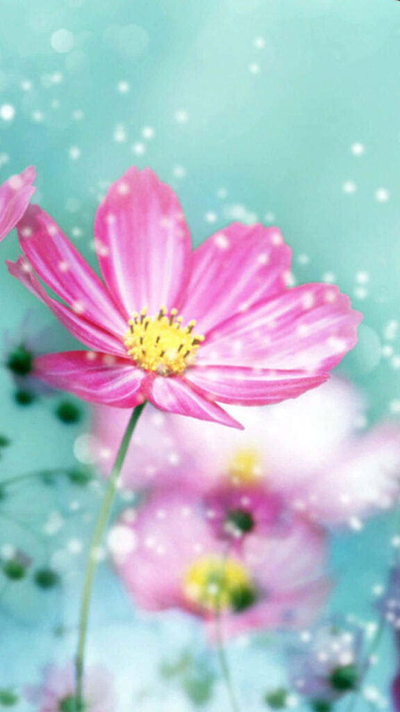 Vibrant Pink Daisy iPhone Wallpaper on Serene Turquoise Background