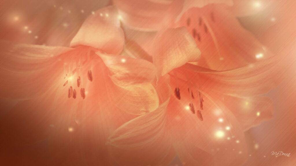 Vibrant Lily Blossoms: A Radiant Spring Delight in Transparent Orange Wallpaper