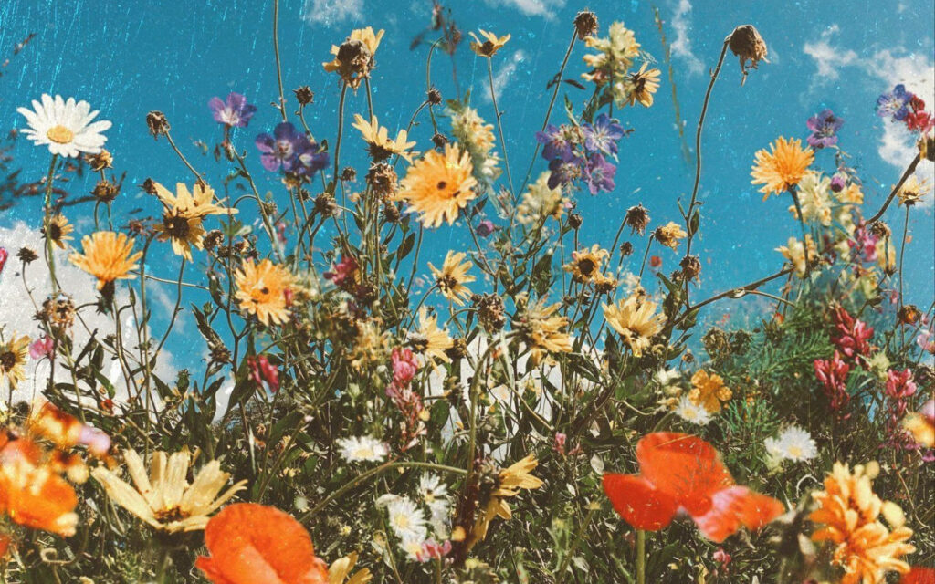 Vibrant Spring Wallpaper: Colorful Flowers & Bright Blue Sky Background