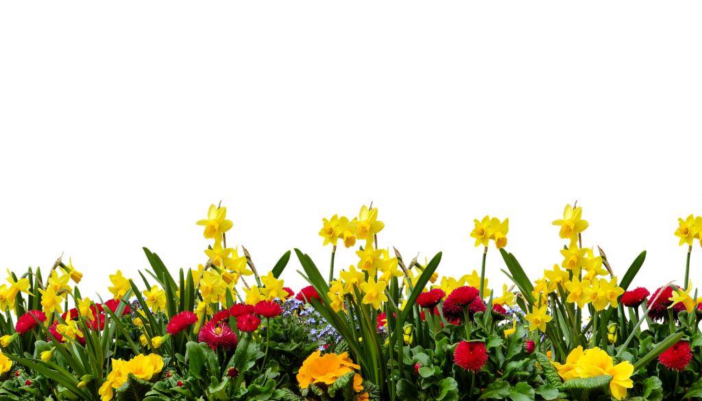 Vibrant Spring Flower Border | Bright Yellow & Red Blooms on Black Wallpaper