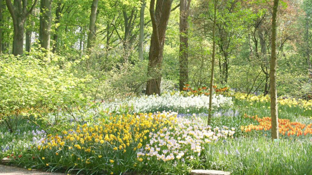 Vibrant spring forest clearing with yellow white purple orange flowers and tall green trees Wallpaper