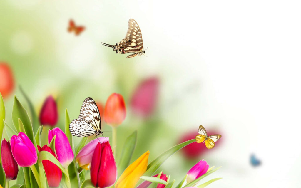 Vibrant Spring Garden: Colorful Flowers & Butterflies in Bloom Wallpaper