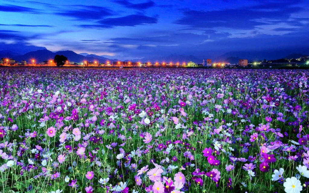 Serene Spring Meadow Wallpaper with Twilight Sky and Distant Town