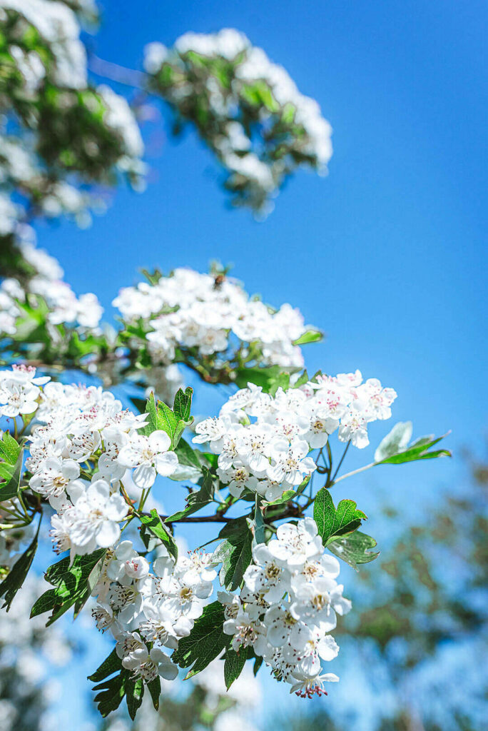 Vibrant Spring Flower Wallpaper: White Blooms & Clear Blue Sky