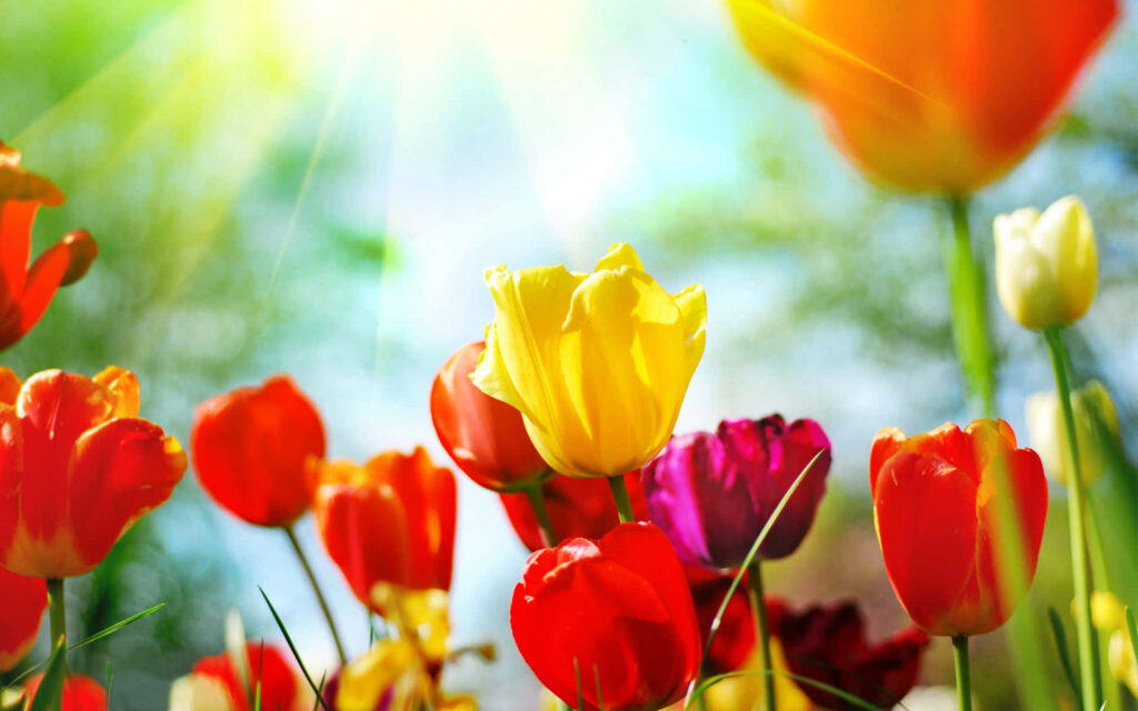 Spring Tulips in Bloom: Vibrant Flowers Under a Sunny Sky Wallpaper