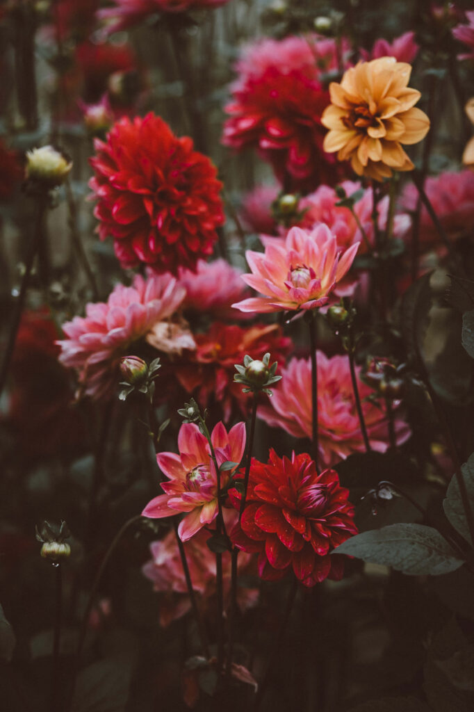 Vibrant Spring Flower Wallpaper | Lush In Bloom Collection