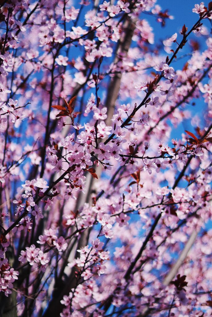 Vibrant Spring Flower Wallpaper with Blue Sky & Brown Branches