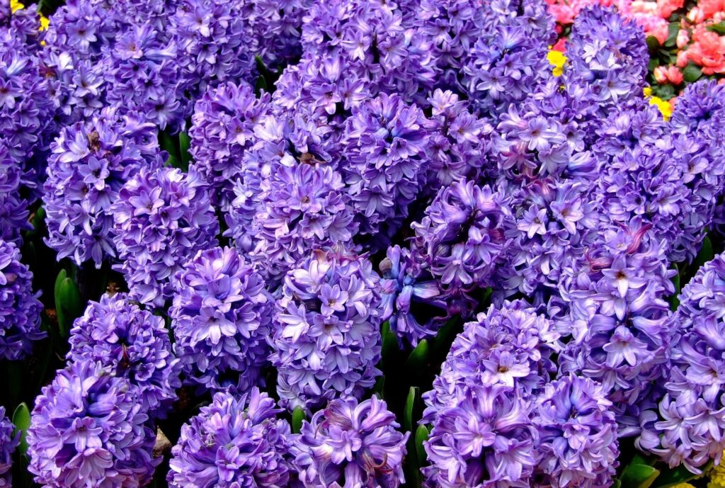 Vibrant Purple Hyacinths Wallpaper: Spring Flowerbed Close-Up
