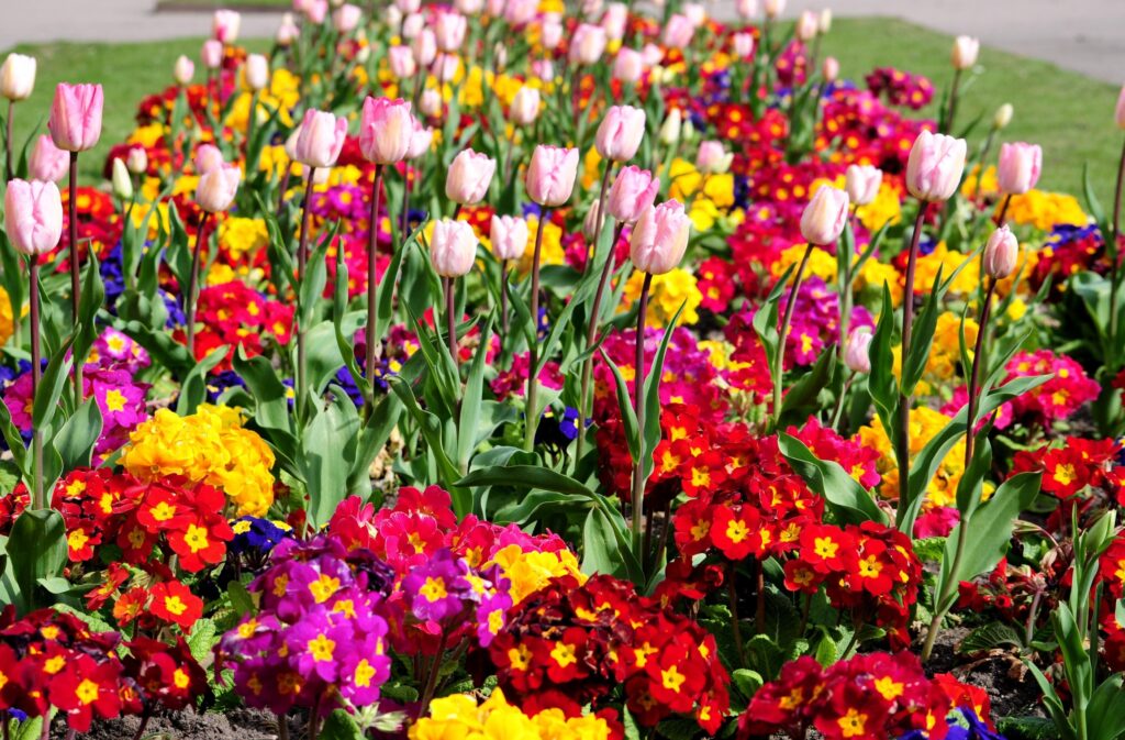 Spring Blossom Wallpaper: Colorful Flowerbed with Bright Tulips