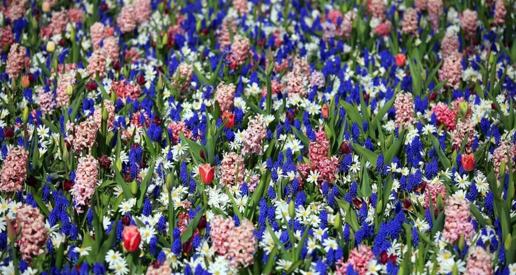 Vibrant Spring Flowerbed Wallpaper: Tulips, Muscari & Hyacinths