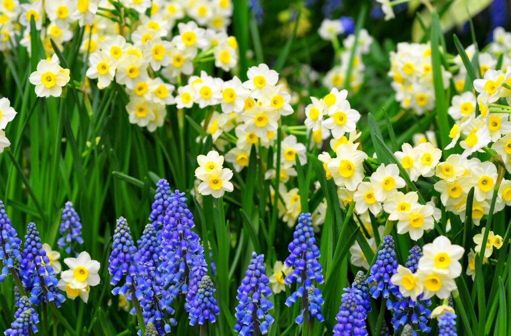 Vibrant Spring Flowerbed Wallpaper: Yellow Daffodils & Blue Muscari