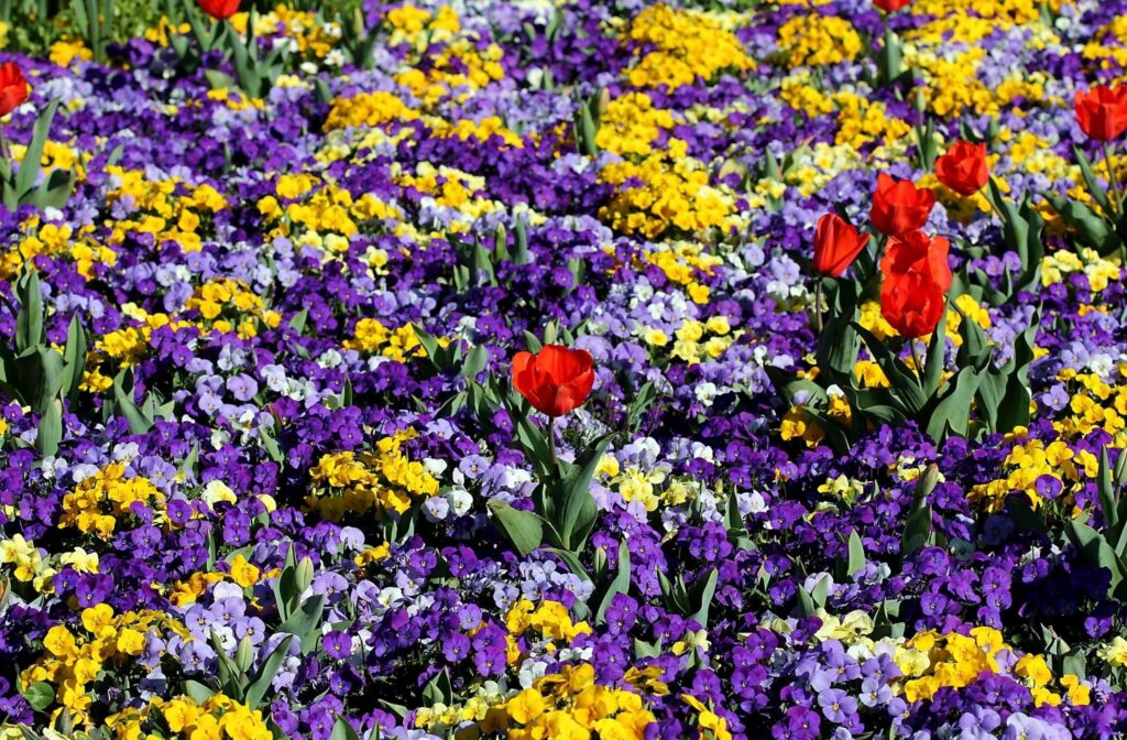 Colorful Spring Flowerbed Wallpaper: Red Tulips & Pansies Background