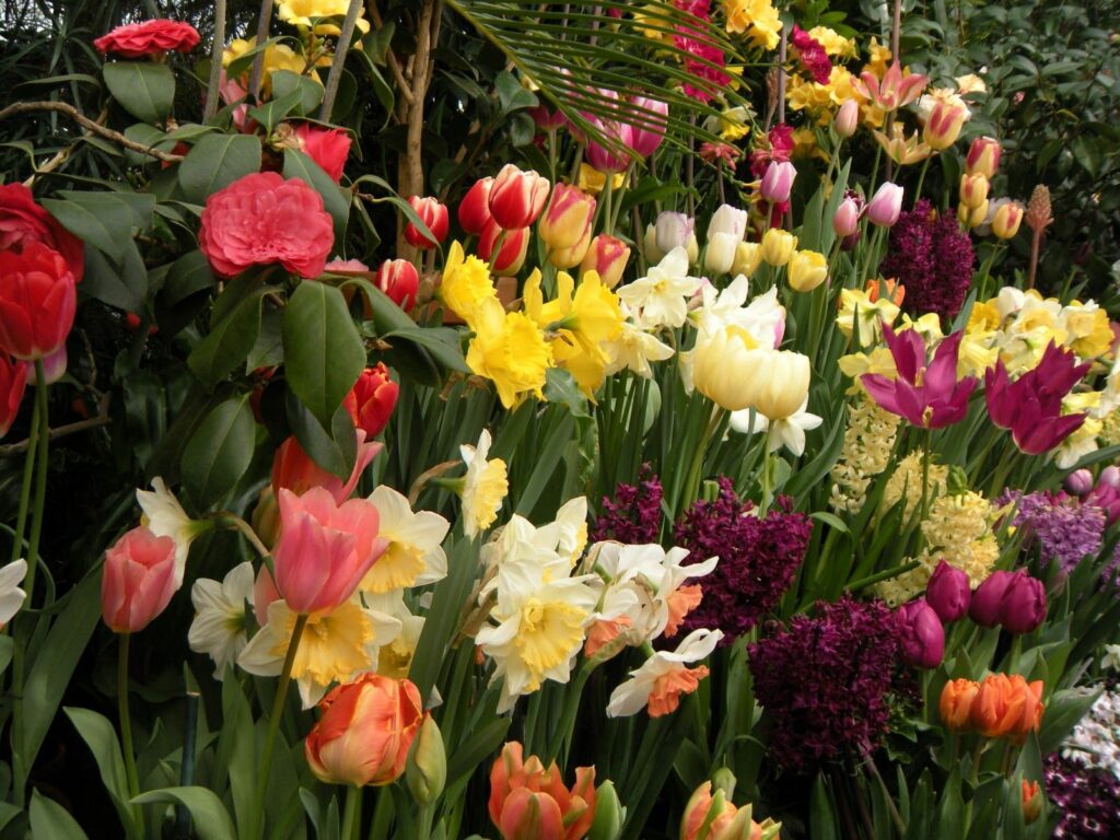 Colorful Spring Flowerbed Wallpaper: Tulips, Daffodils & Hyacinths