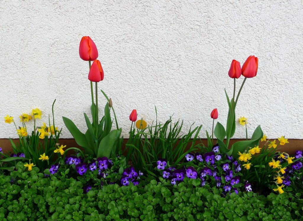 Vibrant Spring Flowerbed Wallpaper: Red Tulips, Yellow Daffodils & Pansies
